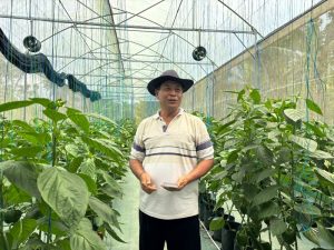 Dukungan Permodalan dari BRI Dorong Pertanian Paprika Organik, Petani Lokal Mampu Tembus Pasar Premium